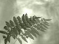 Free Fern Royalty Free Stock Image - 1526