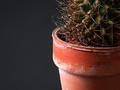 Free Cactus Closeup Royalty Free Stock Images - 3399
