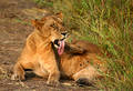Free Lion Licking Or Scratching Royalty Free Stock Photo - 3775