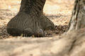 Free Elephant Foot Stock Images - 3804