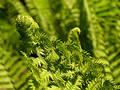 Free Fern Growth II Stock Images - 4114