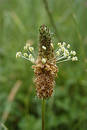 Free Blooming Grass Stock Photo - 700