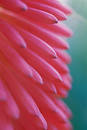 Free Flower Close-Up Royalty Free Stock Photography - 7057