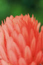 Free Bromelia Detail Royalty Free Stock Photos - 7968