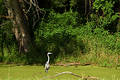 Free Heron On Branch Stock Photos - 8003