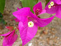 Free Purple Flower Stock Photos - 8273