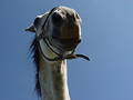 Free White Horse 1 Royalty Free Stock Photography - 9777