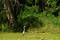 Free Heron On Branch Stock Photos - 8003