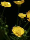 Free Buttercups Stock Photos - 11523