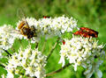 Free Busy Bugs And Bee ... Royalty Free Stock Images - 12359