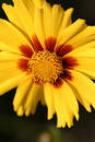 Free Yellow Blossom Stock Images - 12754