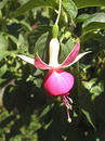 Free Fuschia Blossom Stock Image - 13031