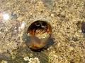 Free Hermitcrab Stock Photos - 14213