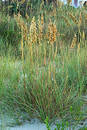 Free Grass In The Dunes Stock Photo - 15350