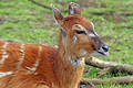 Free Deer Royalty Free Stock Images - 15569