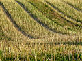 Free Stubble Field 2 Royalty Free Stock Photos - 15658