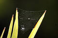 Free Spider Web Royalty Free Stock Photography - 15937