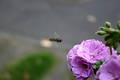 Free Flying Bee Stock Photos - 16023
