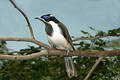 Free Blue-faced Honeyeater Stock Photo - 18360