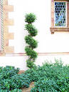 Free Screw Tree Stock Photo - 19020