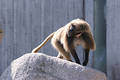 Free Monkey In Action Royalty Free Stock Photos - 19698