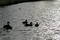 Free Ducks At Dusk Royalty Free Stock Image - 12706