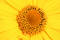 Free Yellow Blossom Royalty Free Stock Image - 12936
