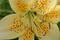 Free Yellow Blossom Royalty Free Stock Photo - 13325