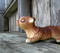Free Ceramic Squirrel Royalty Free Stock Images - 15479