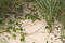 Free Ivy In The Dunes Stock Photography - 16702