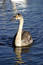 Free Cygnet Stock Photo - 17650