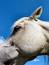 Free Arabian Stallion – 4029 Royalty Free Stock Photography - 18157
