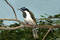Free Blue-faced Honeyeater Stock Photo - 18360