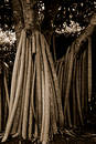 Free Tree Trunks Stock Images - 100014