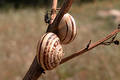 Free Snails And  A Friend Royalty Free Stock Photos - 102378