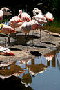 Free Flamingos Stock Images - 102444