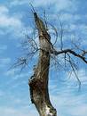 Free Spooky Tree Royalty Free Stock Photography - 103247