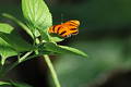 Free Perched Orange Butterfly Stock Images - 104354
