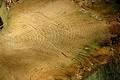 Free Close-up Of A Felled Tree. Stock Photos - 106993