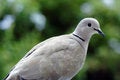 Free Grey Dove Stock Image - 1002241