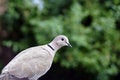 Free Grey Dove Royalty Free Stock Photo - 1002245