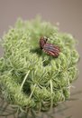 Free Striped Shield Bug Royalty Free Stock Photo - 1006725