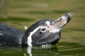 Free Penguin Royalty Free Stock Photo - 1007675
