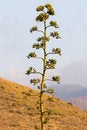 Free Desert Plant Royalty Free Stock Image - 1008686