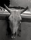 Free Animal Skull Royalty Free Stock Photos - 1008728