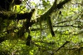 Free Moss On Branch Royalty Free Stock Photography - 1009167