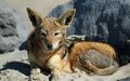 Free Portrait Of A Jackal Royalty Free Stock Image - 1009446