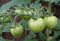 Free Green Tomatoes Stock Image - 1001651