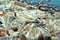 Free Birds On Rocks Stock Photo - 1005210
