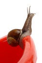 Free Garden Snail Looking Into The Distance Stock Images - 10008174